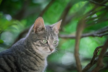 Yeşil yapraklı yeşil gözlü bir kedinin portresi.