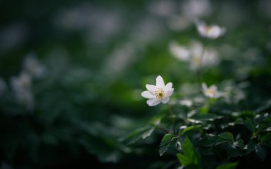 Bulanık yeşil arka planda Anemone nemorosa çiçekleri. Sığ alan derinliği