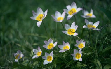 Çimlerde sarı ve beyaz bahar çiçekleri