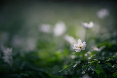 Bulanık yeşil arka planda Anemone nemorosa çiçekleri. Sığ alan derinliği