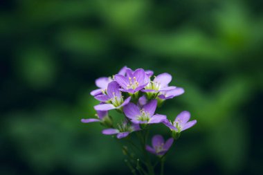 Yaban çiçeği guguk kuşu çiçeği veya kardamine pratensis