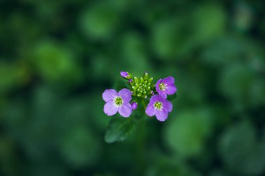 Yaban çiçeği guguk kuşu çiçeği ya da yukarıdan kardamine pratensis manzarası