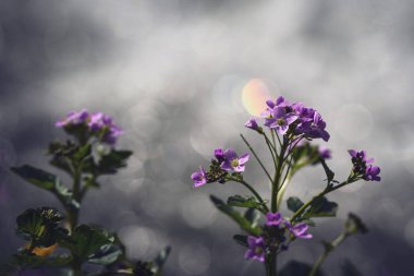 Suyun arka planındaki ilk bahar çiçekleri, bulanık bokeh.