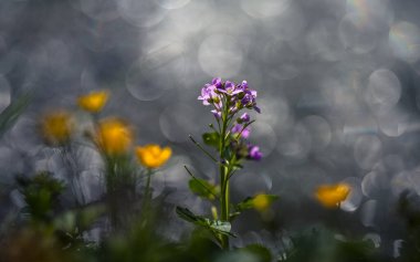 Suyun arka planındaki ilk bahar çiçekleri, bulanık bokeh.