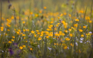 Sarı çiçekli bahar çayırı, sığ alan derinliği