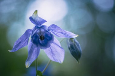 Pyrenean Columbine, Pireneler 'in yerel çiçeği, bulanık arkaplan, sığ alan derinliği