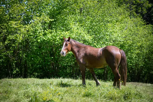 Dağdaki çayırlarda kahverengi at