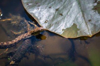 Gölette yüzen çim yılanı (Natrix natrix)