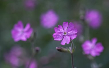 Pembe bir kır çiçeğinin kapağı Dianthus Sylvestris veya ahşap pembesi