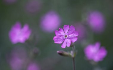 Pembe bir kır çiçeğinin kapağını kapatın. Silen dioica veya kırmızı kamp, sığ bir alan derinliği.