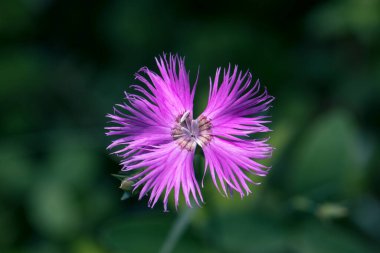 Pembe bir kır çiçeğinin kapağı Dianthus Sylvestris veya ahşap pembesi