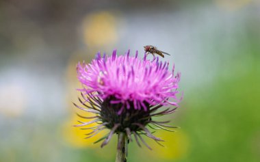 Üzerinde uçan sinek beslenen pembe devedikeni çiçeği.
