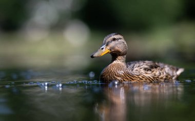 Gölde yüzen genç yaban ördeğinin yakın çekimi