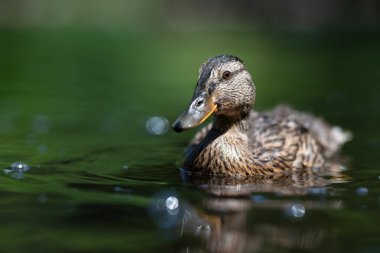 Gölde yüzen genç yaban ördeğinin yakın çekimi