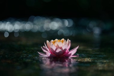 Nilüfer çiçeği ya da Nilüfer çiçeği. Bokeh arka planlı sığ bir tarla.