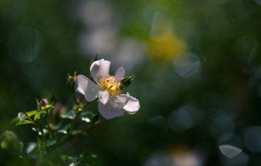 Bahar yağmurundan sonra tatlı bir çiçek ya da yaban gülü