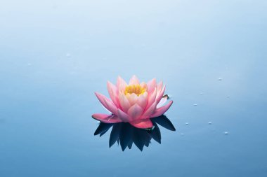 Pembe nilüfer çiçeği veya mavi sudaki nilüfer çiçeği