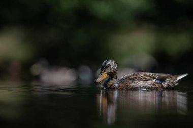 Yaban ördeği gölette yüzüyor. Kalın alan derinliğine sahip bulanık arkaplan