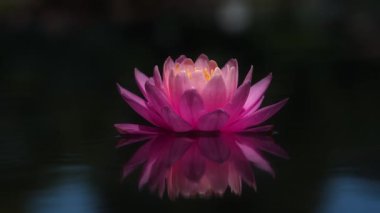 Nilüfer çiçeği ya da Nilüfer çiçeği yansımalı ve koyu arkaplanlı suda yüzer.