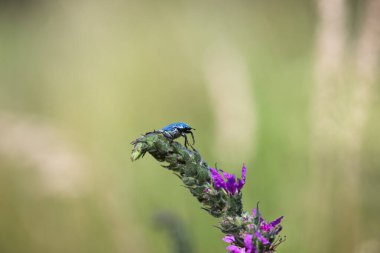 Mavi Böcek Hoplia, yaz otlağında mor bir çiçeğe baskı yapıyor. Yakın çekim.