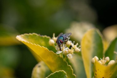 Yeşillik bir ağaçtaki yeşil sinek mi yoksa sinekleri çeken bir çalılık mı?