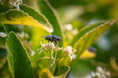 Yeşillik bir ağaçtaki yeşil sinek mi yoksa sinekleri çeken bir çalılık mı?