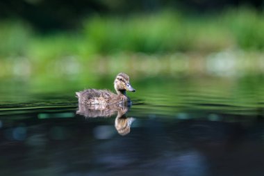 Genç yaban ördeği gölette yüzüyor. Kalın alan derinliğine sahip bulanık arkaplan