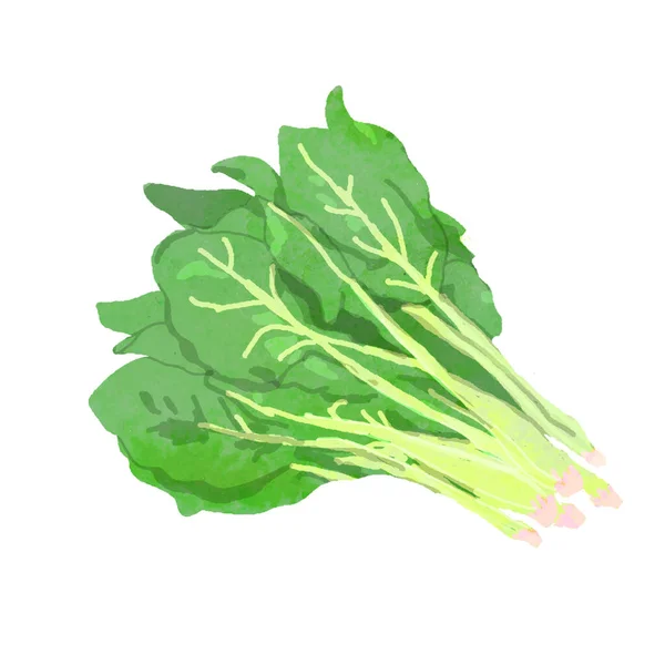 Watercolor Vector Illustration Spinach — Stock Vector