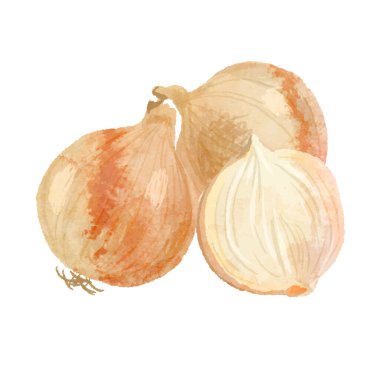 Soğanın suluboya vektör çizimi