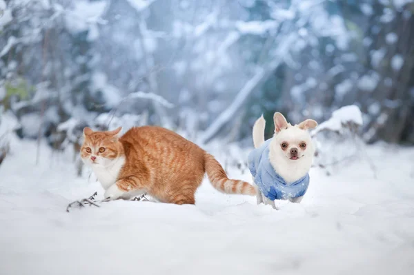 Red Cat White Chihuahua Dog Snow — Φωτογραφία Αρχείου
