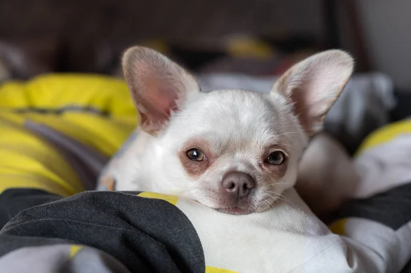 Маленький Собака Чихуахуа Жовтими Очима Закритий Ізольований — стокове фото