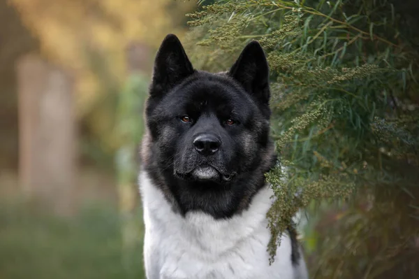 Porträt Eines Amerikanischen Akita Hundes — Stockfoto