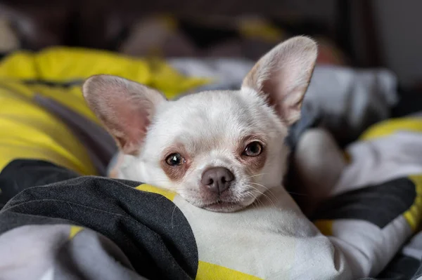 Portrait Cute Chihuahua Dog Looking Camera Studio Shot Dark Background — Stock Photo, Image