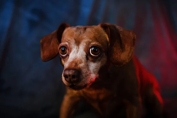 Портрет Милої Собаки Мікстейпу Дивиться Камеру Студійний Знімок Темному Тлі — стокове фото