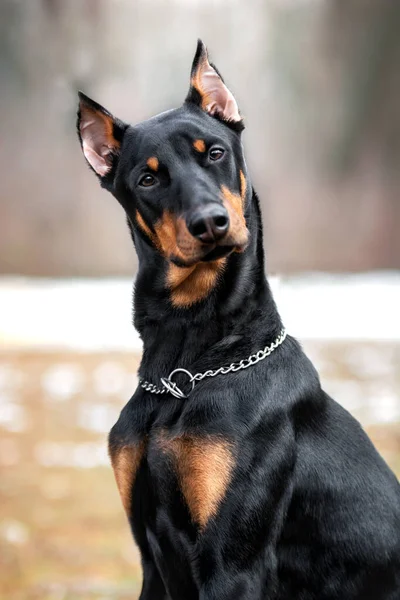 Portrait Black Mongrel Dog Park — Stock Photo, Image