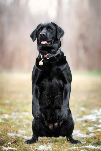 Retrato Perro Labrador Negro Sobre Fondo Natural —  Fotos de Stock