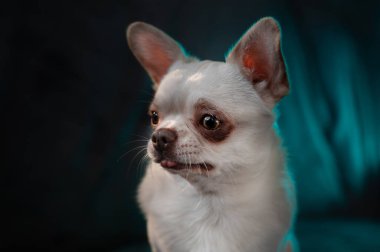 bir chihuahua portresi