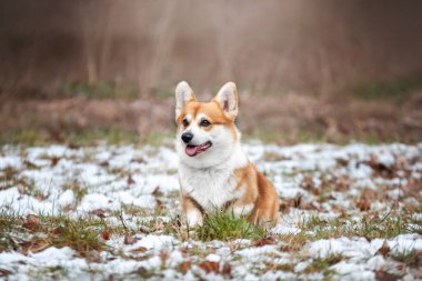 welsh corgi pembroke outdoors .