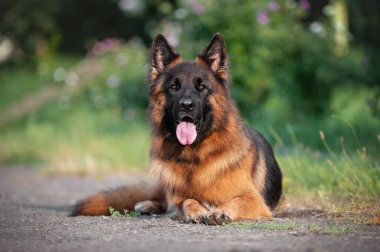 Güzel Alman çoban köpeği, akıllı ve ormanın kenarında eğitilmesi kolay.