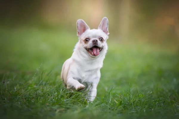 stock image Funny chihuahua dog running on the green grass