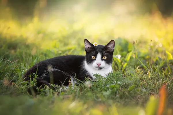 A black and white cat in a field of grass. Beautiful black cat portrait with yellow eyes in nature. Domestic kitten walking in the grass