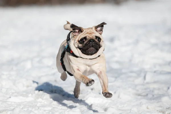 Happy Pug Dog Running on the snow. Winter dog. Funny pug