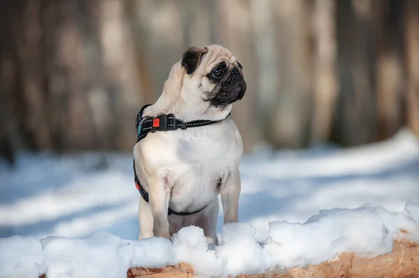 Pug Dog Portrait Forest Winter Dog — Stock Photo, Image