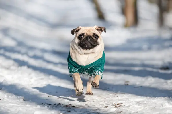 Happy Pug Dog Running Snow Winter Dog Funny Pug — Stock Photo, Image
