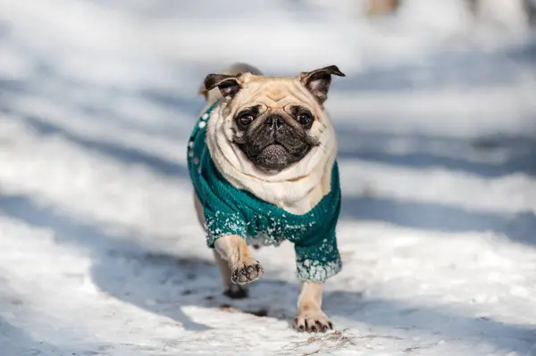 Щасливий Пес Пуг Біжить Снігу Зимовий Собака Забавні Мопси — стокове фото