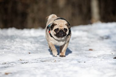 Happy Pug Dog Running on the snow. Winter dog. Funny pug clipart