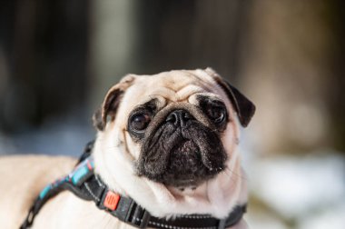 Ormanda köpek portresi