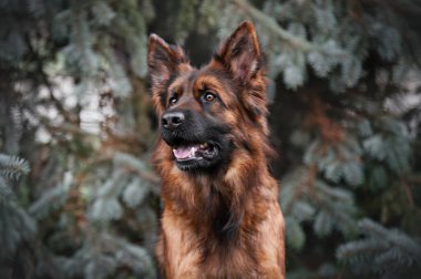 Alman çoban köpeği açık havada .