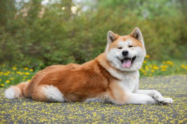 Akita inu. Japon köpeği. Japon soyundan bir Akita Inu 'nun yatay portresi. Uzun beyaz ve kırmızı kabarık bir palto ile güneşli bir yaz gününde parkta yatıyor.