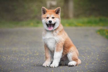 Parkta küçük bir köpek safkan Japon köpek Akita inu Portresi